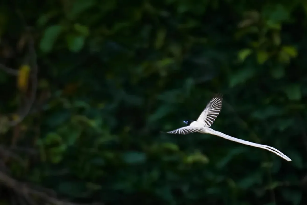 Birds Photography Expedition