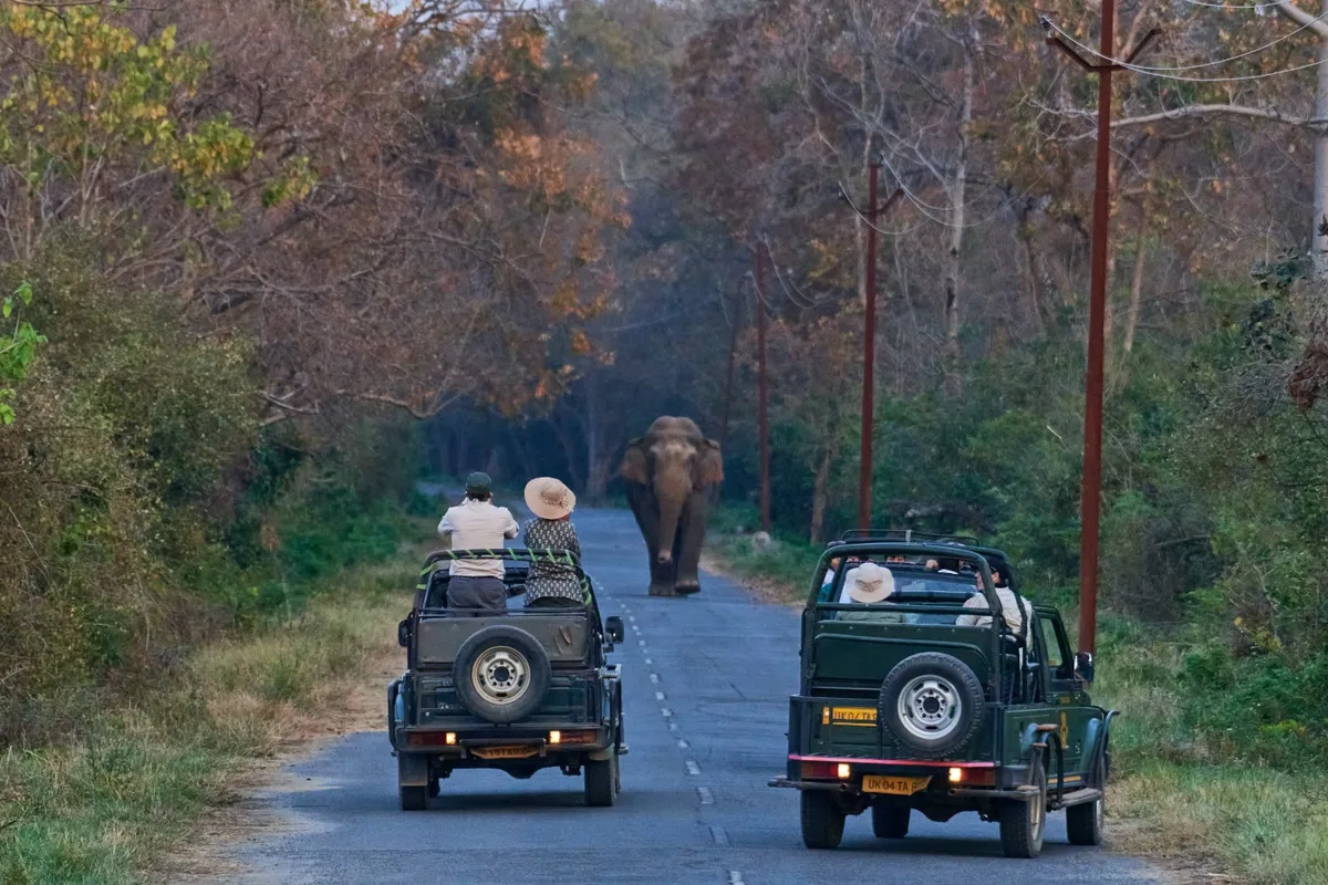 Corbett Elephant Safari
