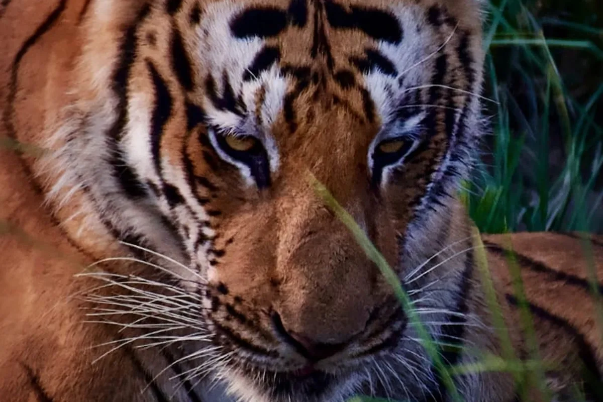 Royal Bengal Tiger Jim Corbett