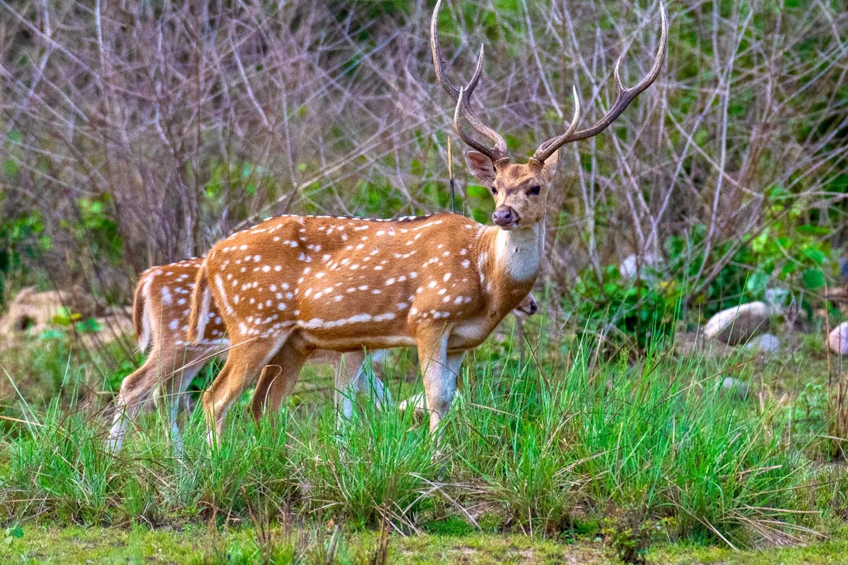 Spotted Deer Stag Jim Corbett